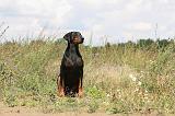 DOBERMANN 708